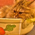 분위기 있는 매장 푸치마리 썸네일