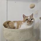 캠핑고양이카페, 마쓰야마 여행 중 방문 썸네일