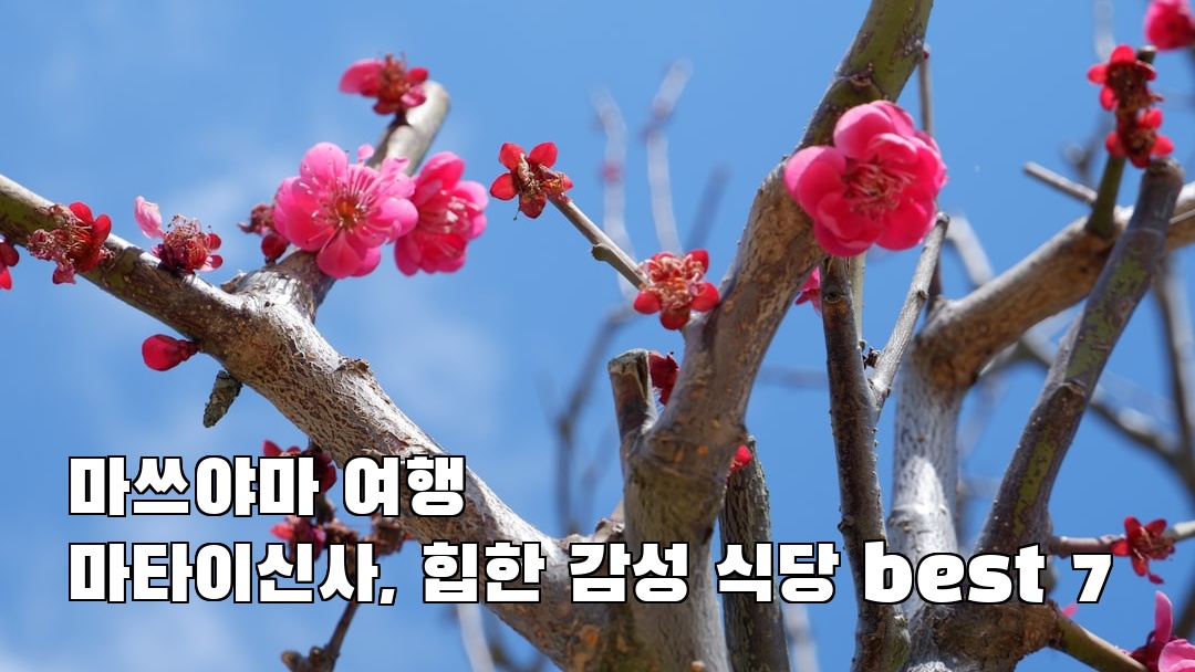 핫플 느낌의 마타이신사 사전조사