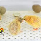 모리노미야 코토리 히로바, 오사카 여행 중 방문 썸네일