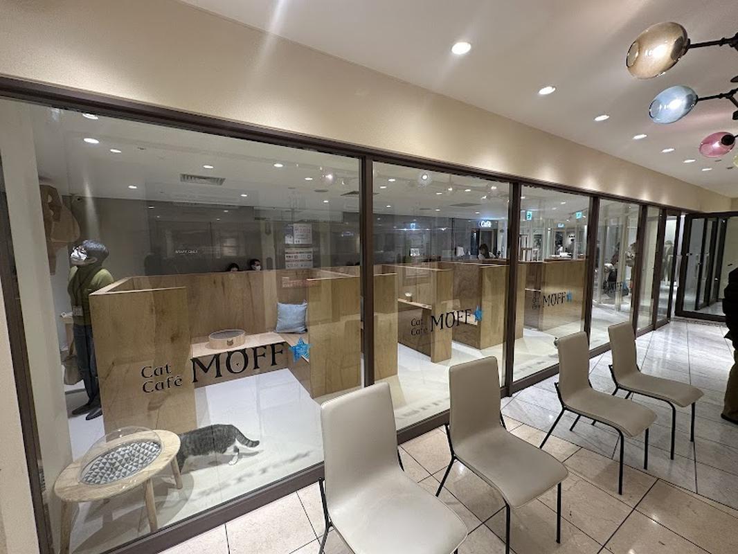 캣카페 모프, 오사카 여행 중 방문